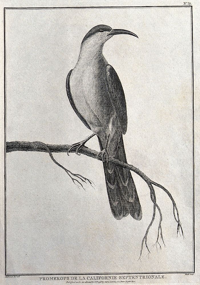 A bird of paradise from Northern California. Engraving with etching by J. Heath, ca. 1798, after J. R. Prevost.