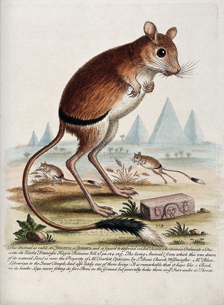 A jerboa standing in the desert next to an inscribed stone with pyramids in the background. Coloured etching by G. Edwards…