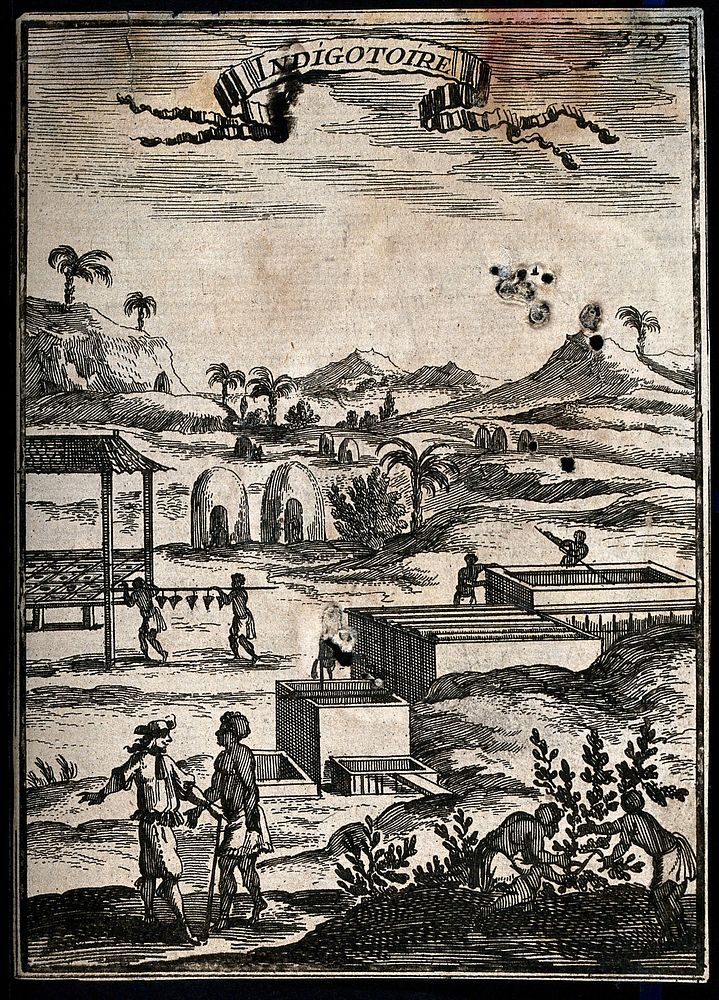 An indigo plantation in the Caribbean islands, with black workers and a white overseer. Engraving, 1683, after S. Leclerc…