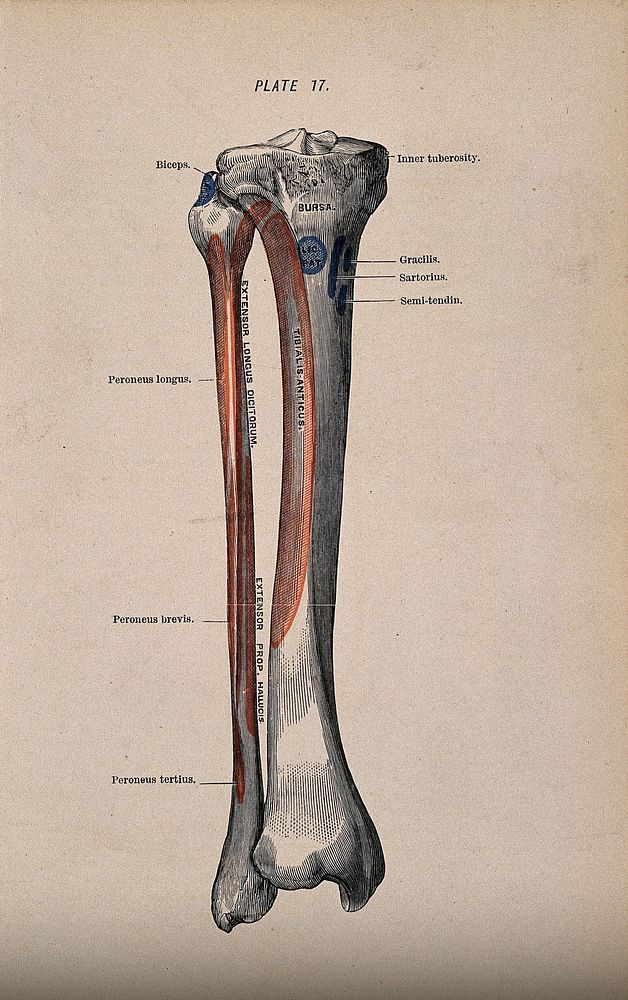 Tibia and fibula bones. Colour wood engraving with letterpress, 1860/1900.