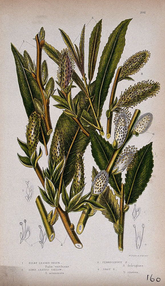 Four plant stems with catkins, all from named types of willow (Salix species). Chromolithograph by W. Dickes & co., c. 1855.