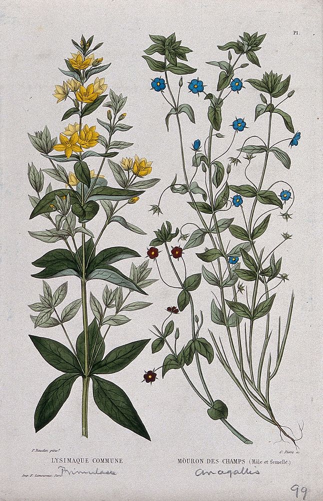 Yellow loosetrife (Lysimachia vulgaris) and scarlet pimpernel (Anagallis arvensis): flowering stems. Coloured etching by C.…