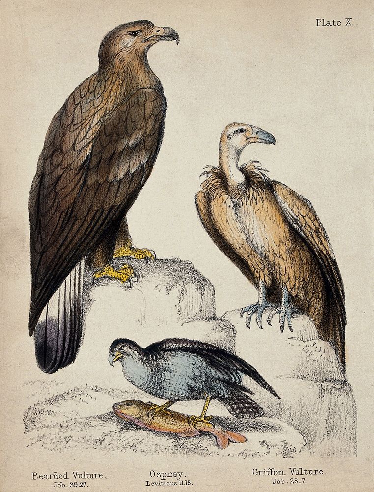 Left, a Bearded Vulture, middle, an Osprey, right, a Griffon Vulture. Coloured chalk lithograph.