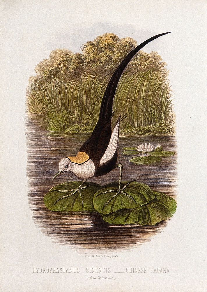A chinese jacana (Hydrophasianus sinensis). Colour lithograph, ca. 1875.