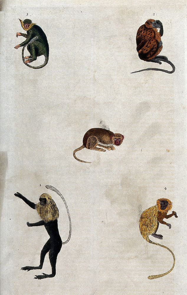 Five different monkeys numbered from 1 to 5. Coloured etching.