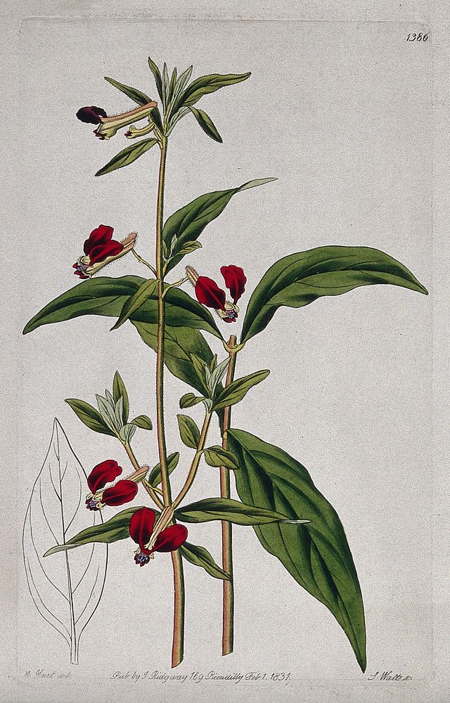 A plant (Cuphea longiflora): flowering stem and leaf. Coloured engraving by S. Watts, c. 1831, after M. Hart.