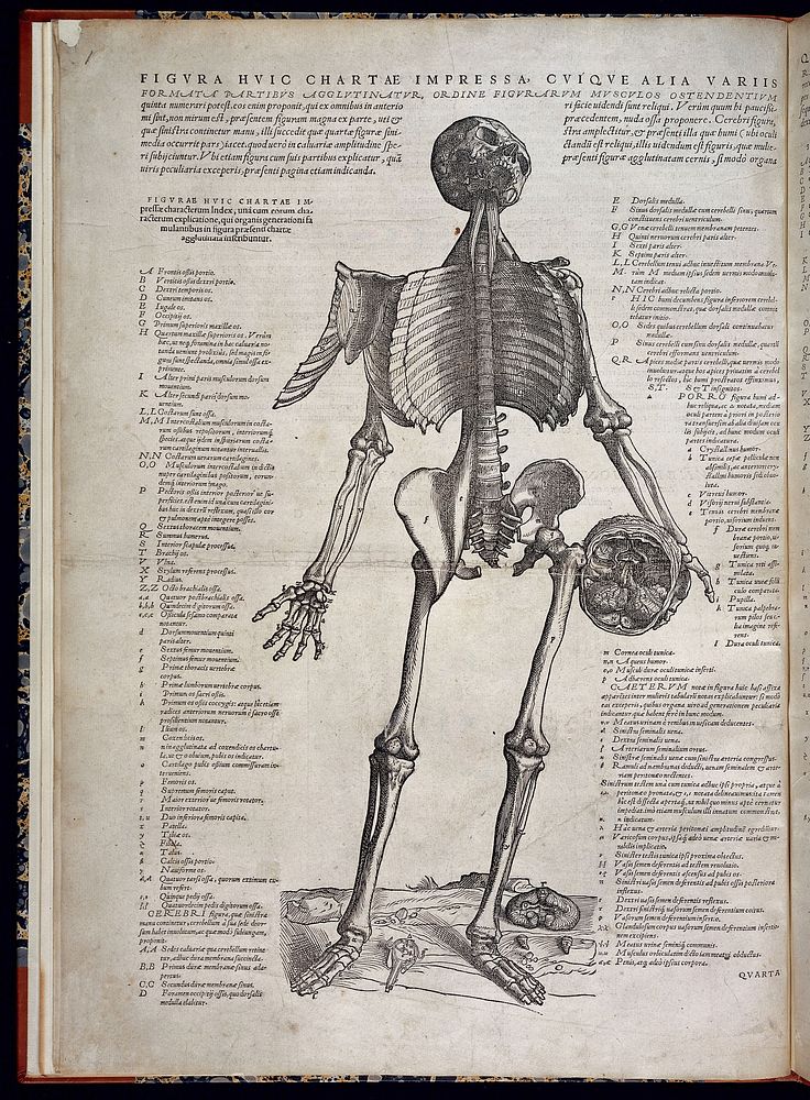 Skeleton holding a skull