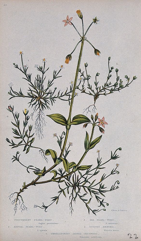 Five flowering plants, including pearlwort (Sagina procumbens) and mouse-ear (Holosteum species). Chromolithograph by W.…