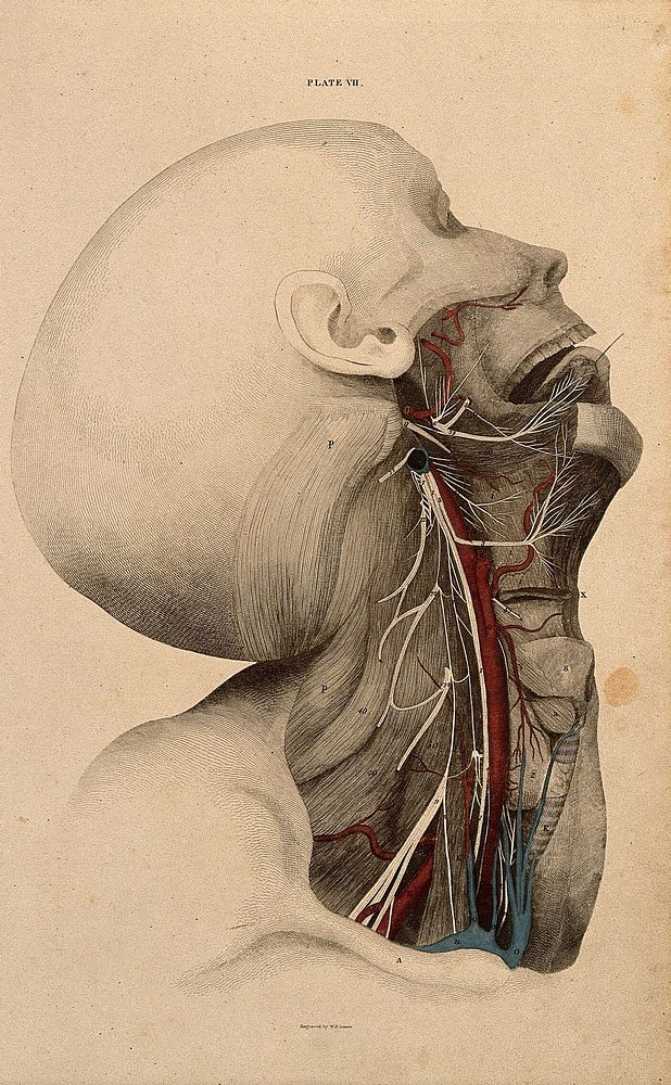 Neck and face: dissection, with blood-vessels and nerves indicated in red and blue. Coloured line engraving by W.H. Lizars…
