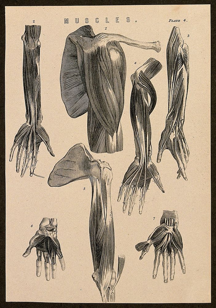 Muscles of the arm, shoulder and hand: seven figures. Line engraving, ca. 1850.