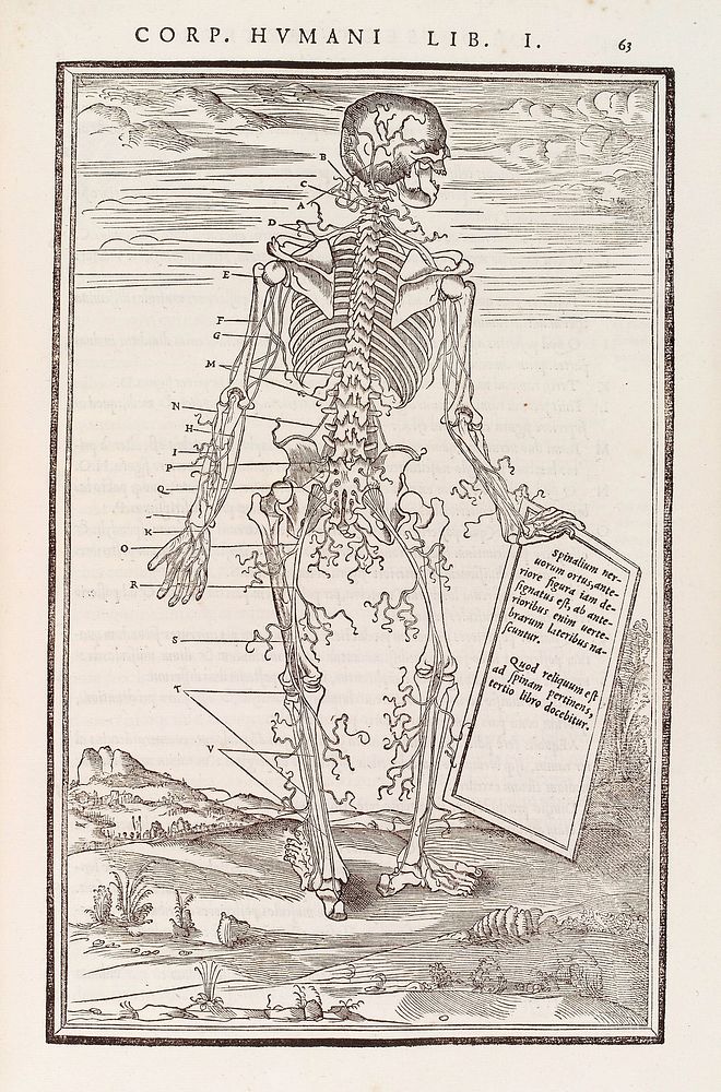 Human skeleton showing posterior nerves