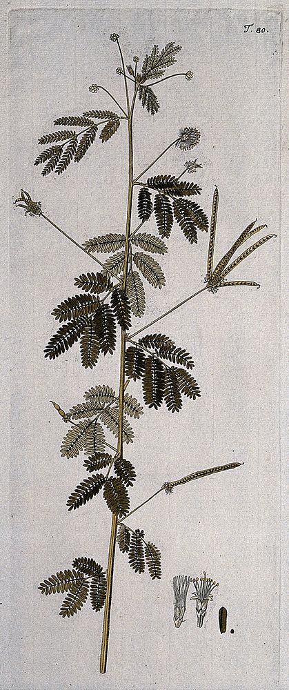 A plant (Desmanthus virgatus) related to the sensitive plant: flowering and fruiting stem with separate floral segments .…