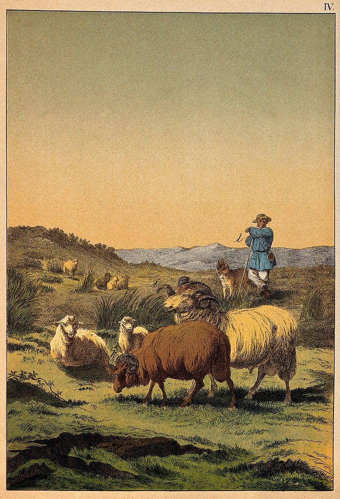 A shepherd and his sheepdog guarding his flock which entails two curly-horned rams. Colour lithograph.