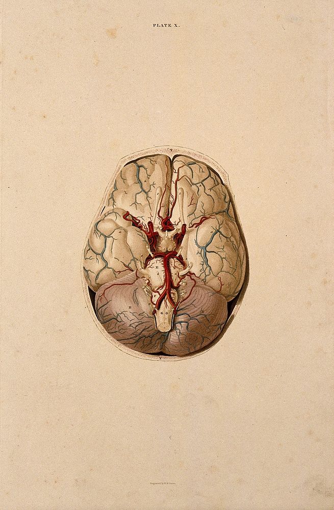 Brain: dissection showing the base of the brain. Coloured line engraving by W.H. Lizars, ca. 1827.