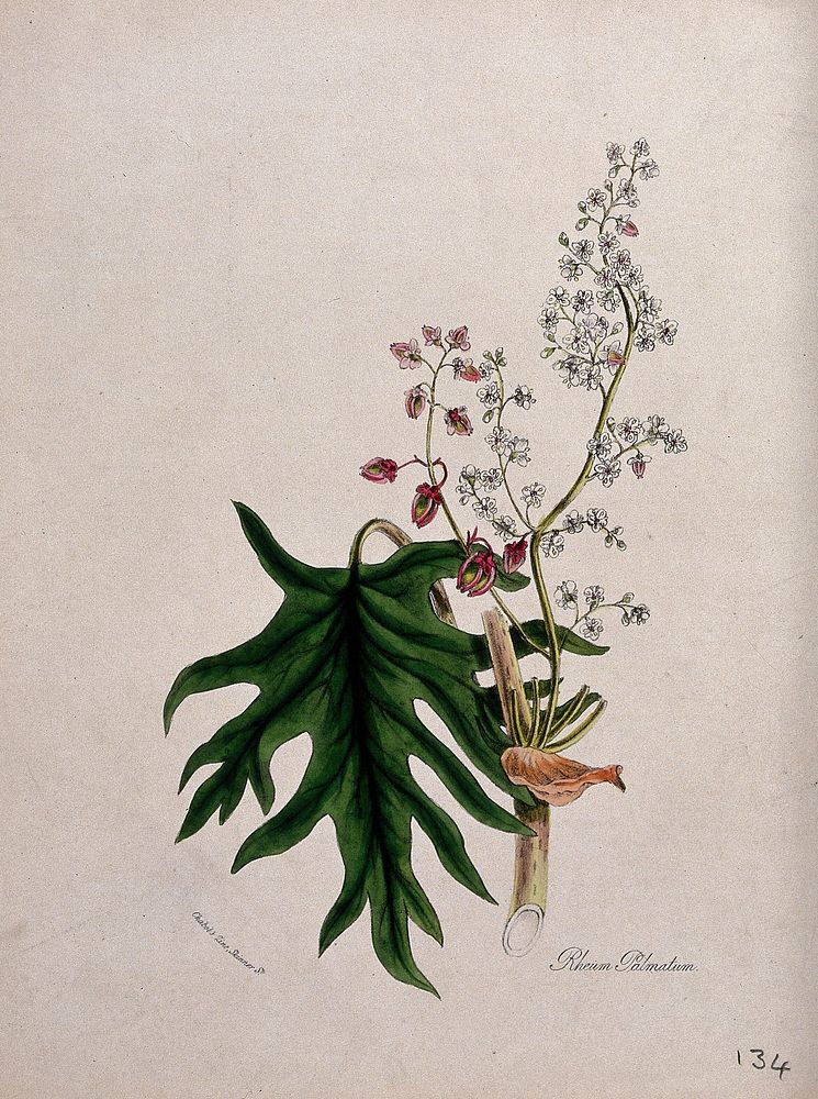 Chinese or Turkish rhubarb (Rheum palmatum): flowering and fruiting stem with leaf. Coloured zincograph after M. A. Burnett…