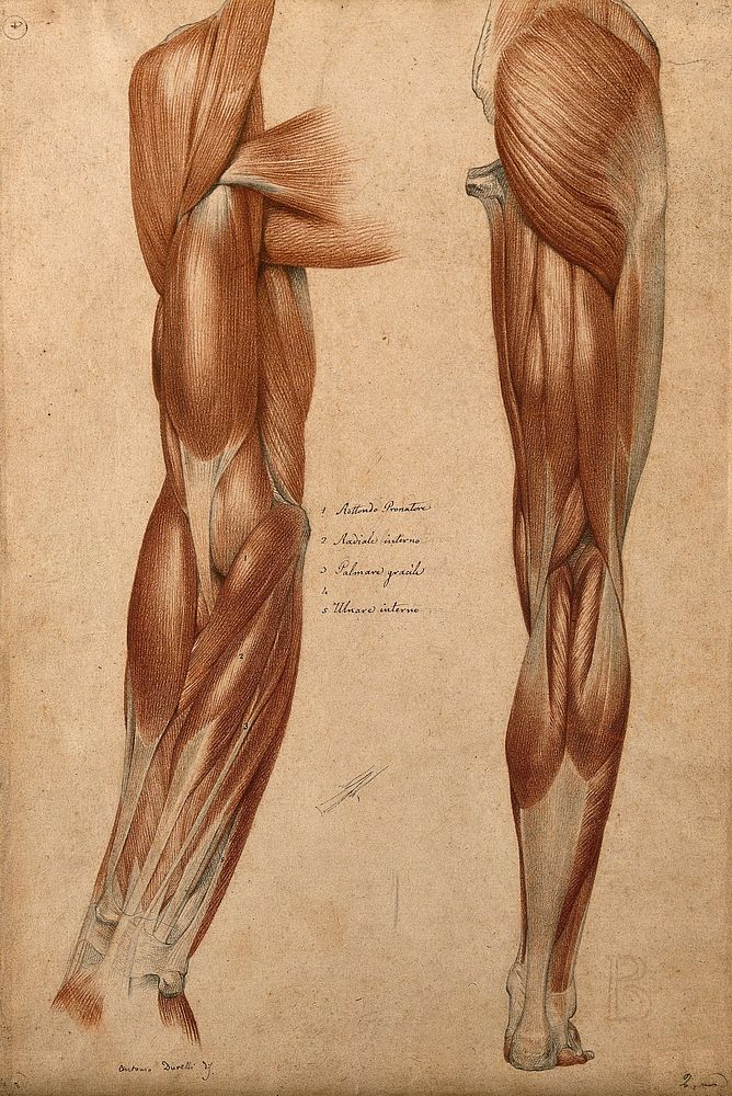 Muscles and tendons of the arm and leg: two écorché figures. Red chalk and pencil drawing by A. Durelli, ca. 1837.