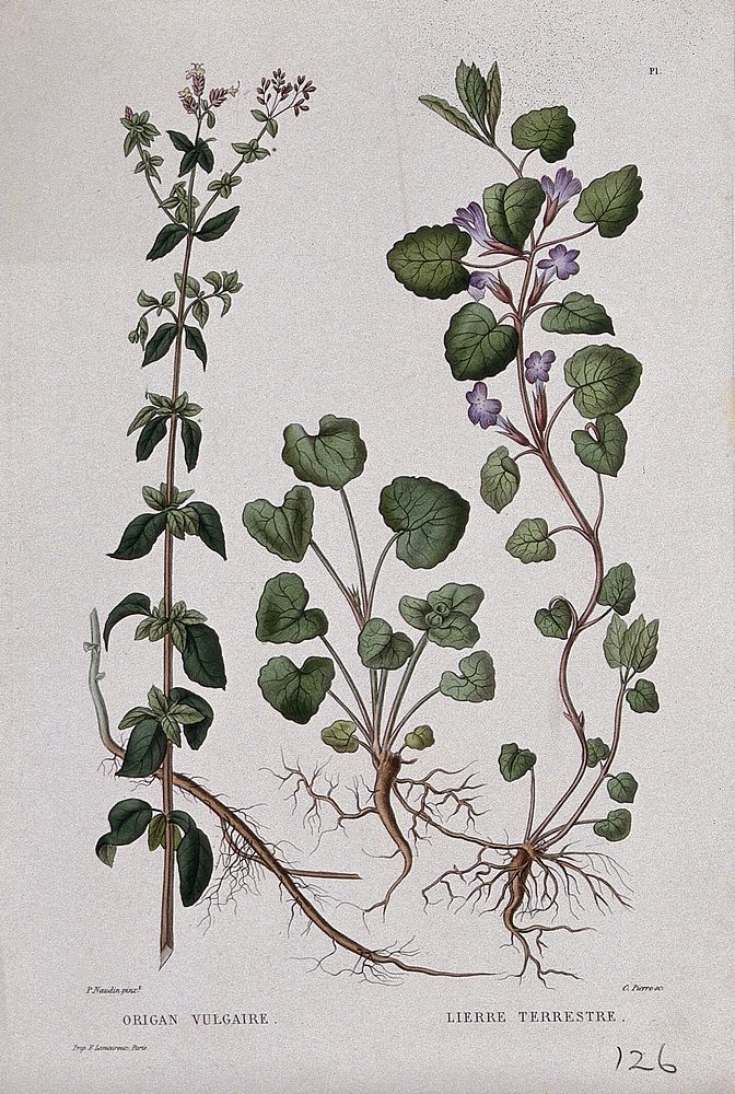 Oregano (Origanum vulgare) and ground ivy (Glechoma hederacea): entire flowering plants. Coloured etching by C. Pierre, c.…