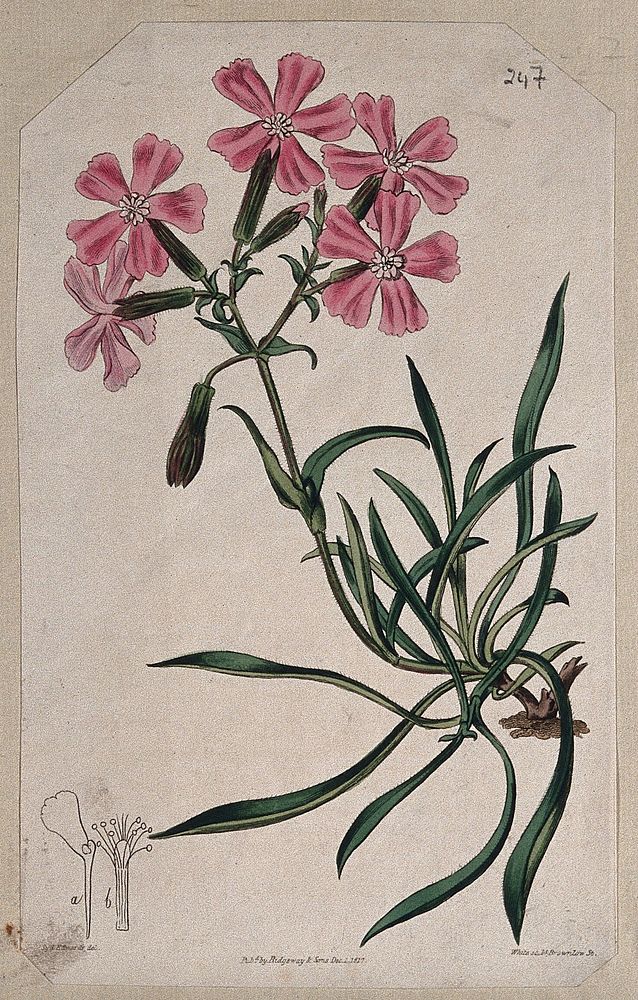 A campion plant (Silene species): flowering stem and floral segments. Coloured engraving by C. White, c. 1817, after S.…