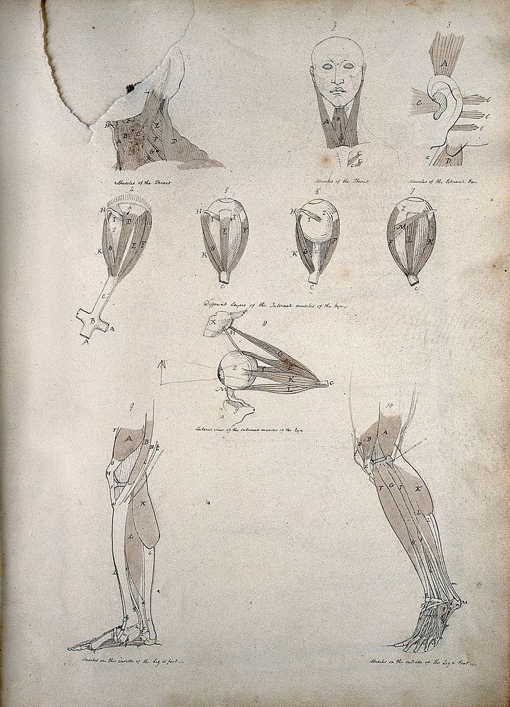 Muscles of the neck, ear, eye, and lower limb: ten figures. Coloured drawing, 18--.