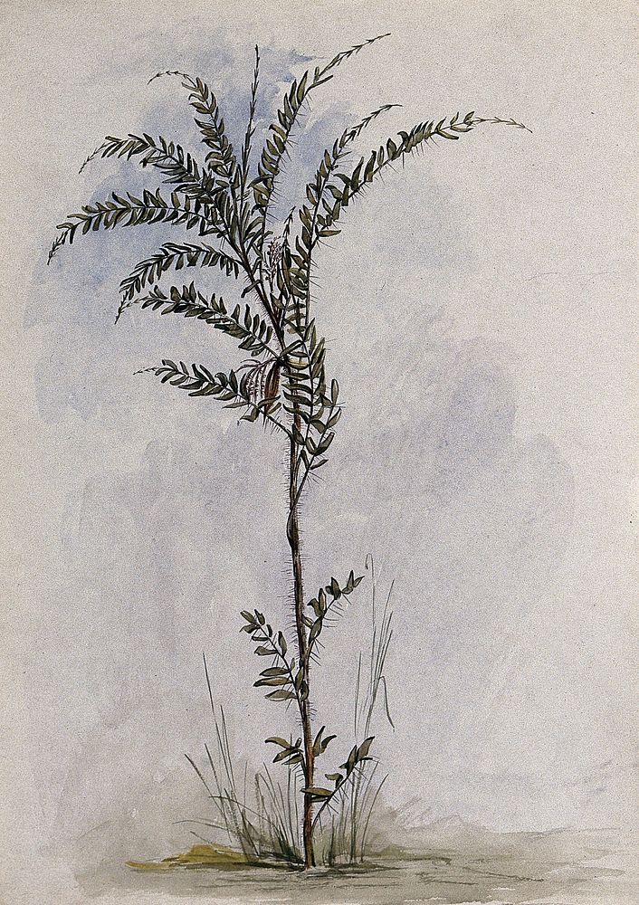 A palm (Desmoncus species): liane with fruit. Watercolour after C. Goodall, 1846.