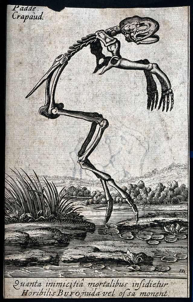 The skeletal remains of a frog above a lake with water lilies. Etching.