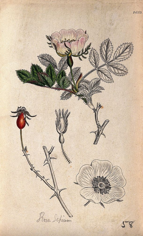 Dog rose (Rosa canina): flowering stem, flower, fruit and bud. Coloured engraving, c. 1830, after J. Sowerby.
