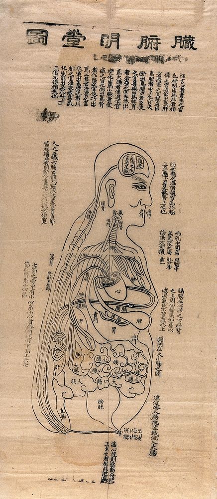 Profile view of human body, showing intestines and main organs. Woodcut by a Chinese artist.