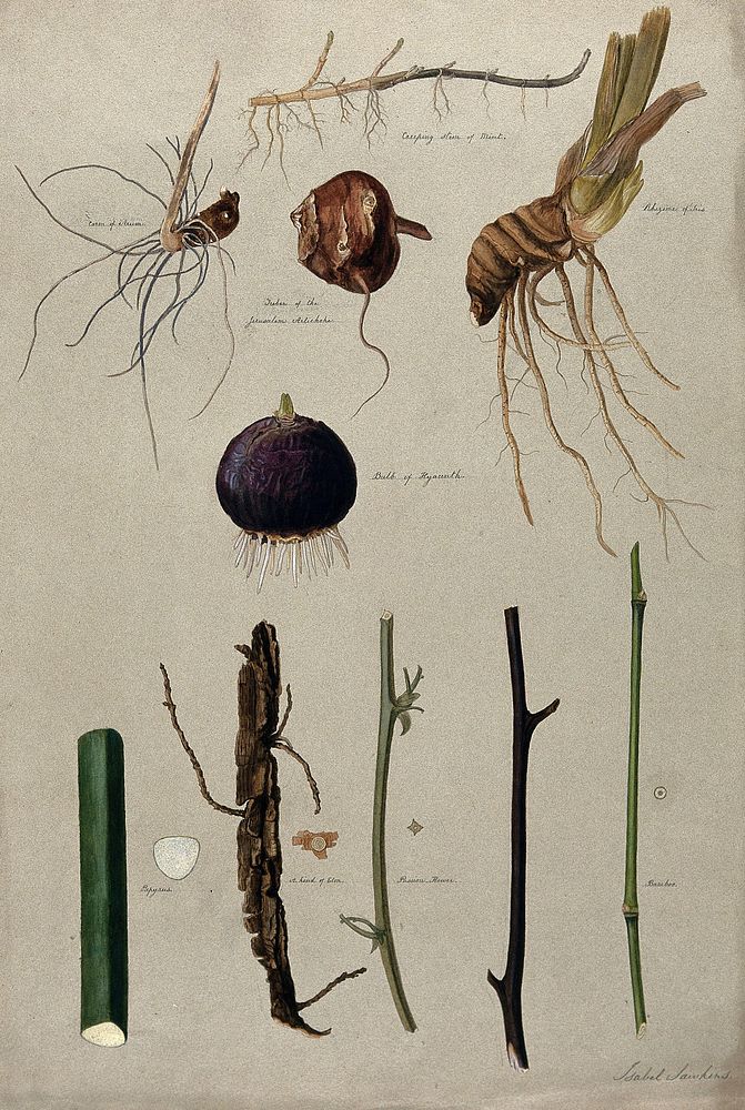 Various stem forms, including bulbs and roots. Watercolour by I. Sawkins.