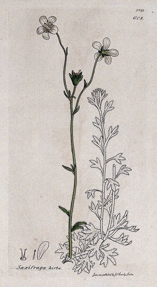 Saxifrage or rockfoil (Saxifraga hirta): flowering stem and floral segments. Coloured engraving after J. Sowerby, 1811.