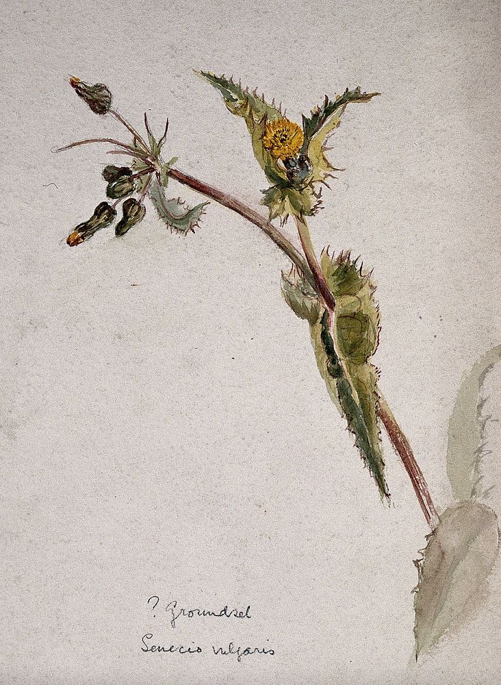 Groundsel (Senecio vulgaris): flowering stem. Watercolour.
