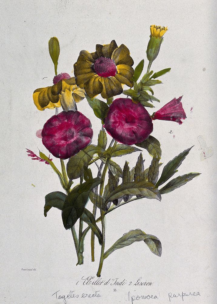 An African marigold (Tagetes erecta) and morning glory (Ipomoea purpurea): flowering stems. Coloured lithograph, c. 1850…