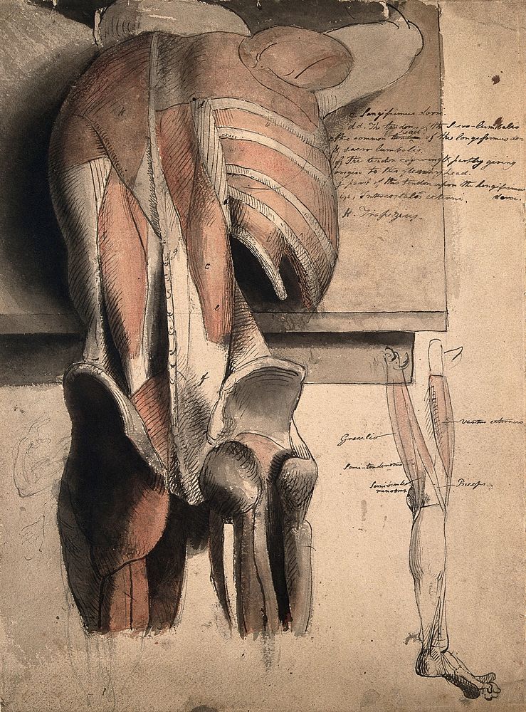 A prone écorché figure, seen from behind, resting on a table, with the bones and muscles of the trunk, pelvis and thighs…