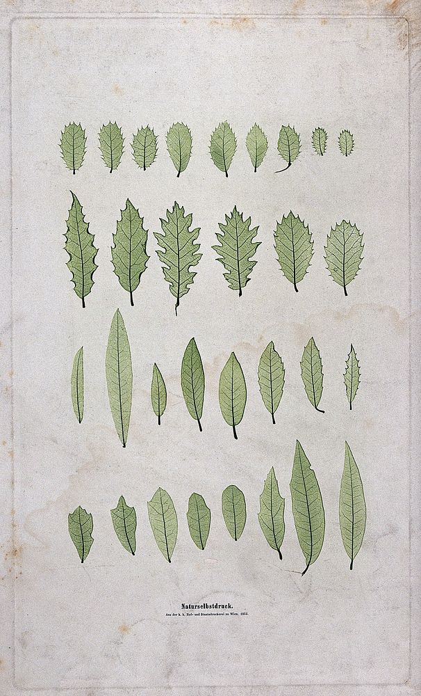 Four rows of leaves of varying form, including some of holly (Ilex species) and willow (Salix species). Colour nature print…