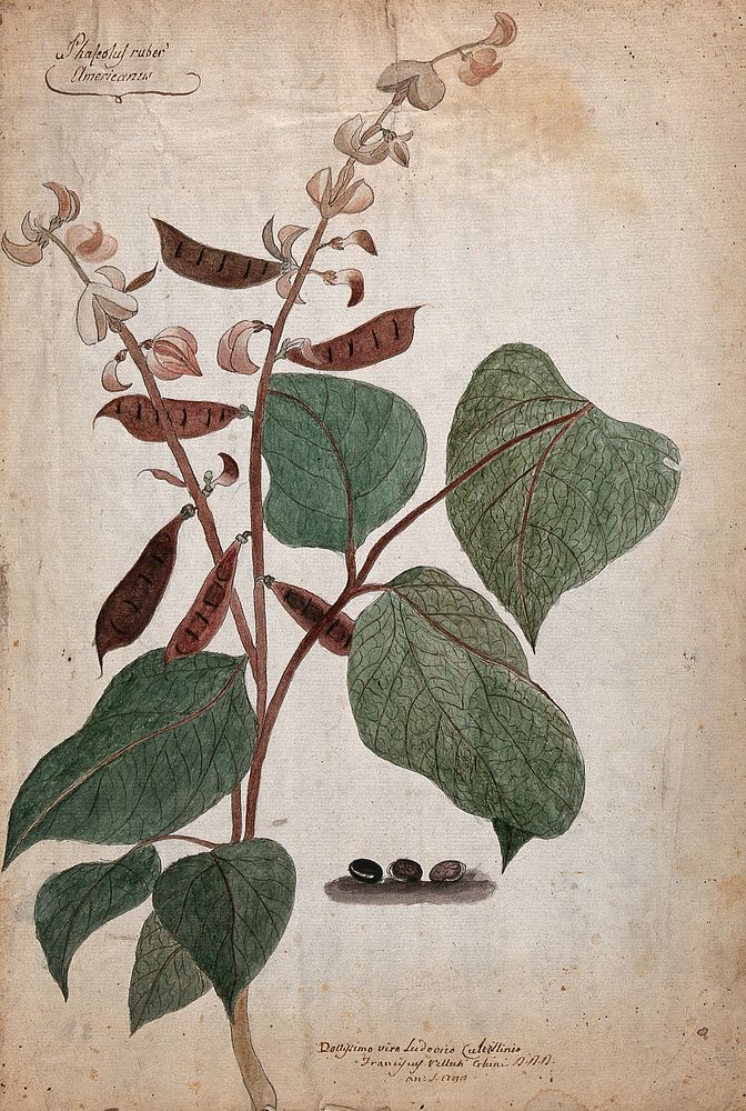 Bean plant (Phaseolus species): flowering and fruiting stem with three beans. Coloured pen and ink drawing by F. V. Ghini…
