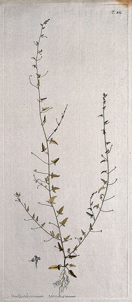 Toadflax (Linaria cirrhosa): entire flowering plant with separate flower. Coloured engraving after F. von Scheidl, 1770.