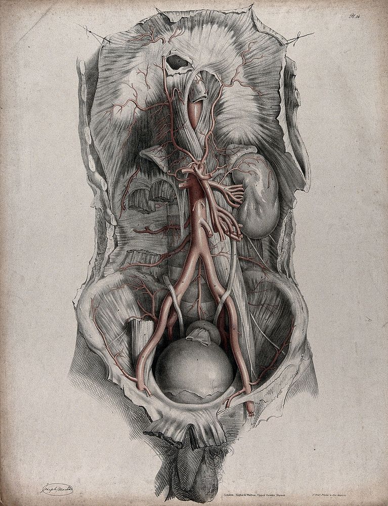 The circulatory system: dissection of the torso showing the kidneys and bladder, with the arteries indicated in red.…