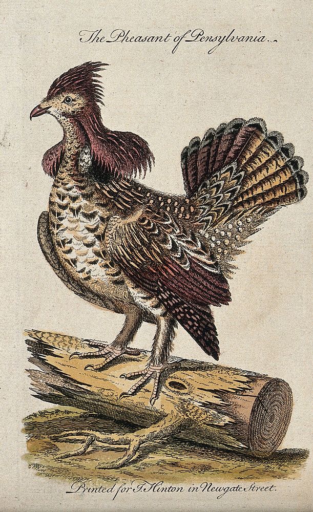 A Pensylvanian pheasant sitting on a piece of a felled tree. Coloured etching.