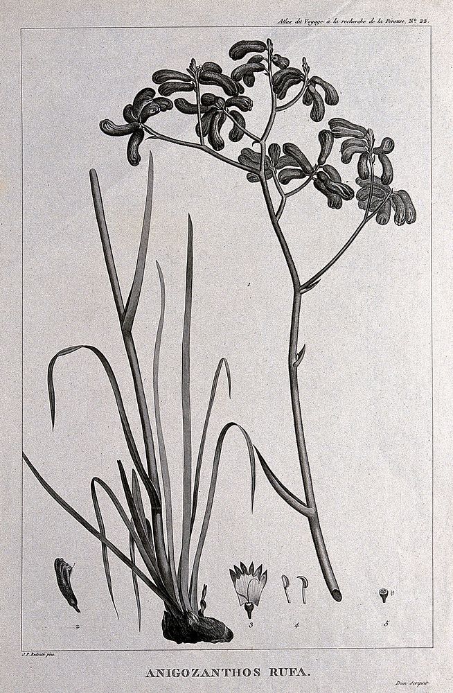 Kangaroo paw (Anigozanthos rufa): flowering stem in 2 sections with floral segments. Engraving by C. Dien, c.1798, after P.…