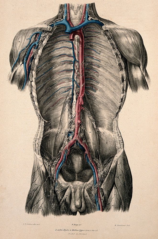 Dissection of the trunk showing lymphatic and blood vessels. Coloured lithograph by William Fairland, 1837, after W. Bagg…