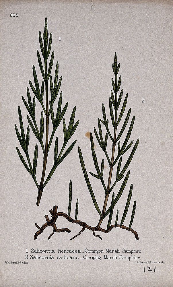 Two species of marsh samphire plant (Salicornia species): leafy stems. Coloured lithograph by W. G. Smith, c. 1863, after…