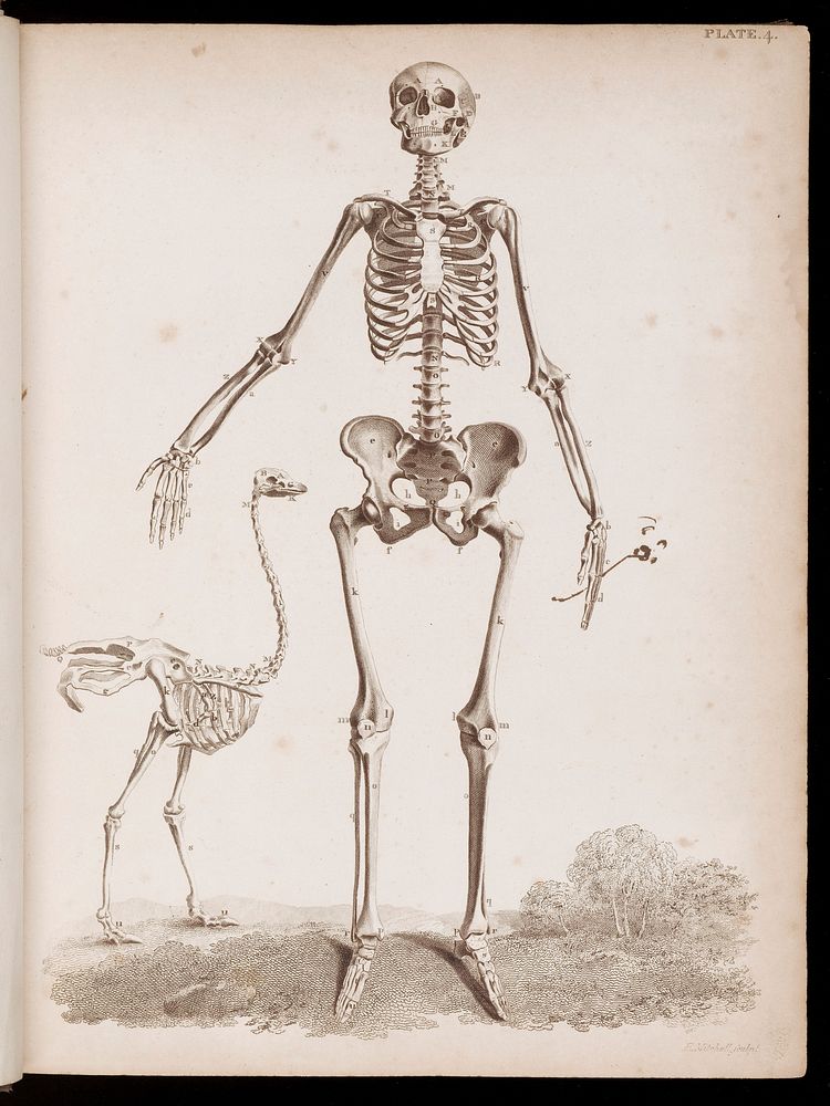The anatomy of the bones of the human body; represented in a series of engravings, copied from the elegent tables of Sue and…