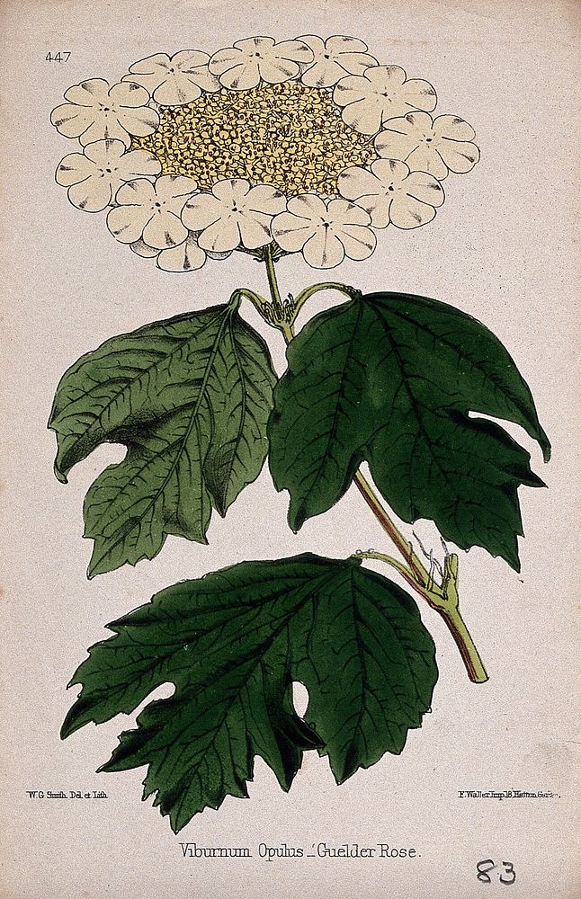 Guelder rose (Viburnum opulus): flowering stem. Coloured lithograph by W. G. Smith, c. 1863, after himself.