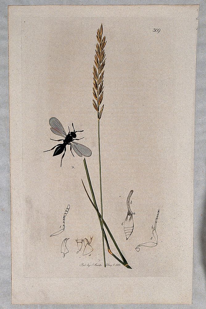 Couch grass (Elymus repens) with an associated insect and its abdominal segments. Coloured etching, c. 1830.