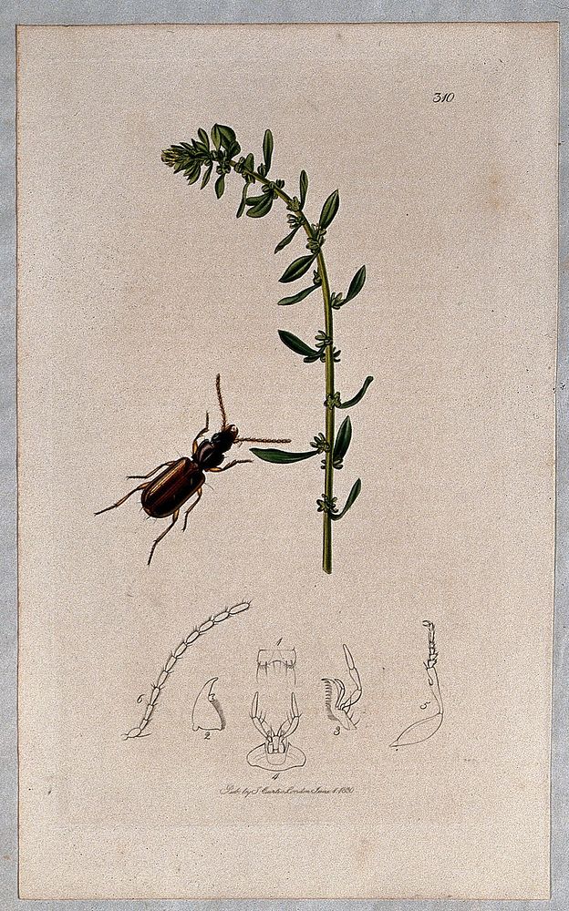 Sea beet plant (Beta vulgaris subsp. maritima) with an associated beetle and its abdominal segments. Coloured etching, c.…