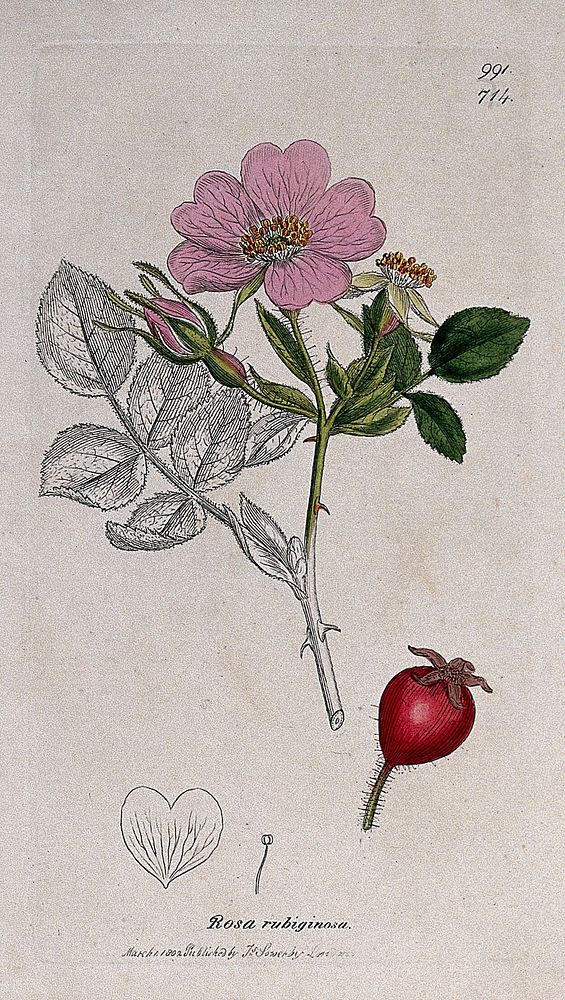 Eglantine rose (Rosa eglanteria): flowering stem, fruit and floral segments. Coloured engraving after J. Sowerby, 1802.