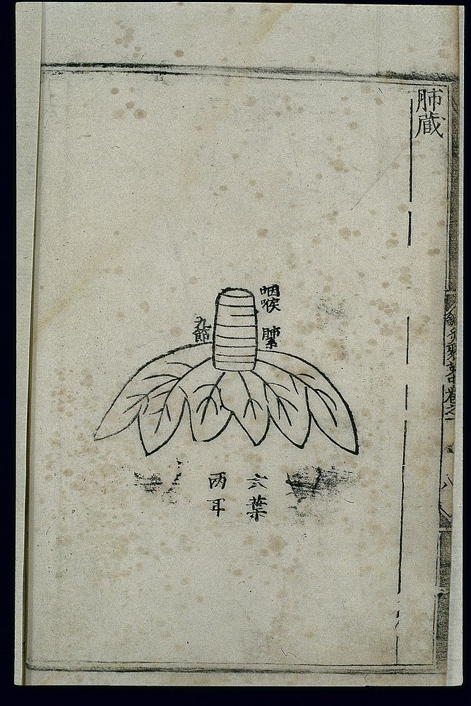 Anatomy of the lung in ancient Chinese medicine, woodcut