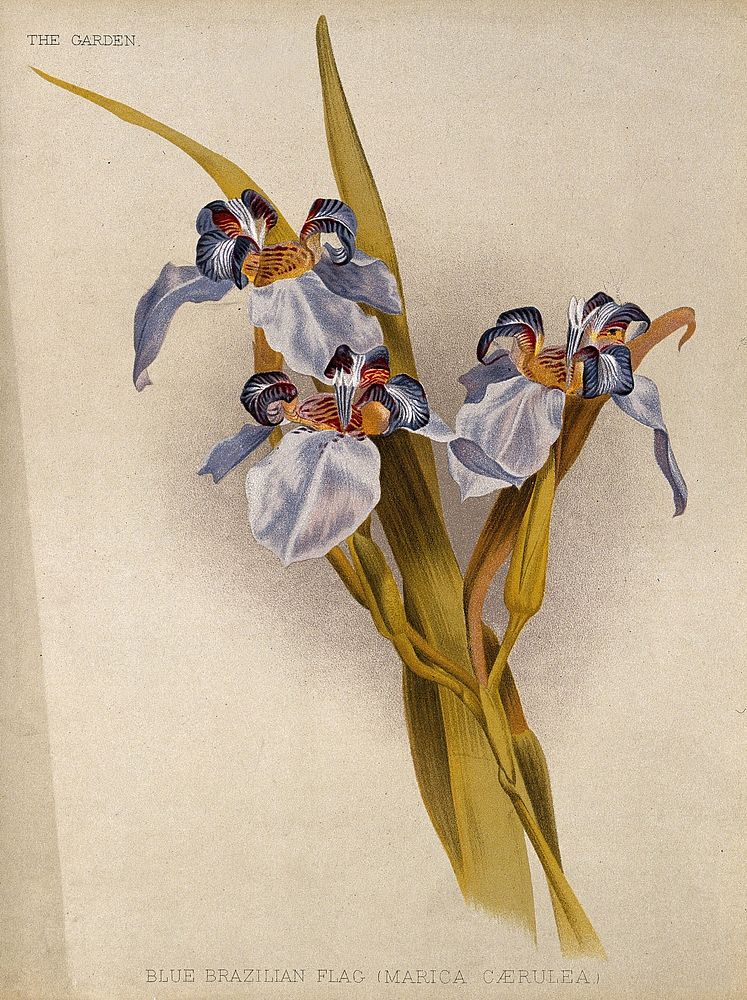 A flowering blue flag iris (Marica caerulea) Chromolithograph, c. 1888, after H. Moon.
