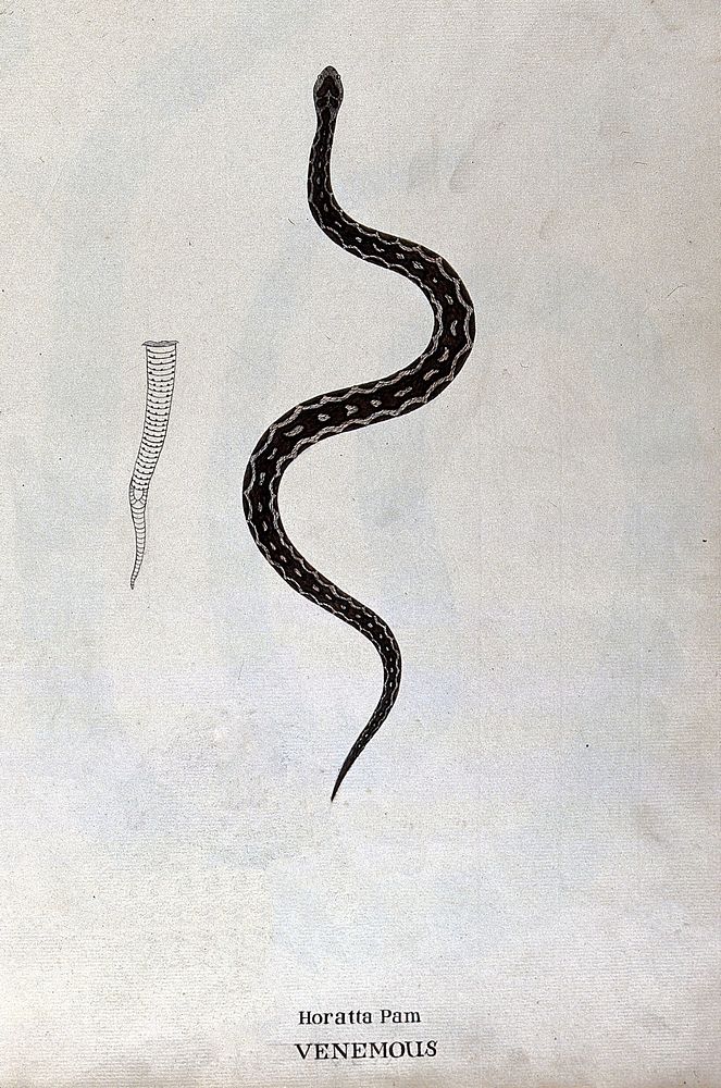 A poisonous snake, dark brown in colour with pale patches edged with black: includes outline drawing of the tail.…