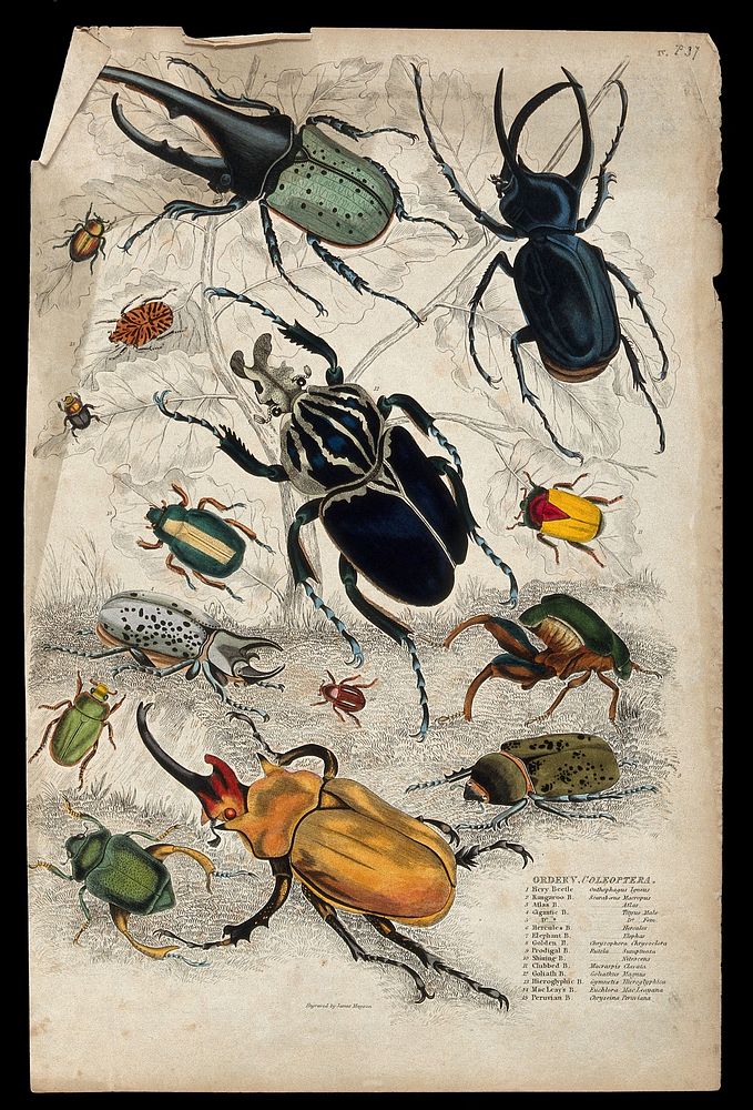 Fifteen different specimen of the order Coleoptera (beetles and weevils). Coloured etching by J. Mayson.