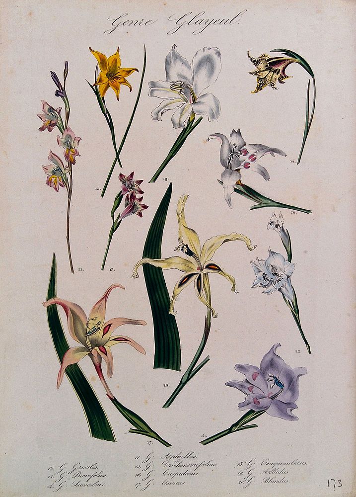 Ten types of gladioli (Gladiolus species): flowering stems. Coloured lithograph.